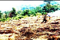 Pemdes Cibitung gencar melakukan pemanfaatan tanah kas desa ( Pengangonan ) seluas 36 hektar untuk ditanami jenis kayu alba serta tanaman tumpangsari ( Dok.Hariansunedang.com / Priadi )