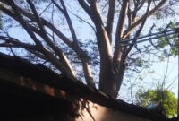 Sebuah pohon plamboyan besar ancam rumah Mak Enong di Dusun Citali Desa Ciotasari (Dok.hariansumedang.com / Tang )