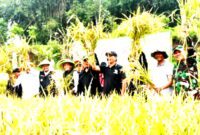 Kepala Desa Margajaya Ruhiat, mengatakan, penggunaan pupuk cair organik Biovina dalam demplot seluas 1 hektare terbukti efektif dan efisien. ( Sumber : Sumedangkab.go.id )