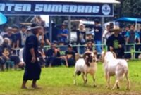 Pamidangan Pandanjaya Abadi  Desa Sakurjaya. Kecamatan Ujungjaya jadi ajang Liga SKDG putaran kedua ( Dok.Hariansumedang.com / Abdul Haris )