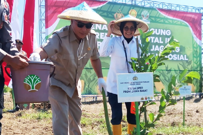 Penanaman jagung serentak kuartal III di lahan perhutanan sosial Desa Keboncau Kecamatan Ujungjaya ( Dok.Hariansumedang.com / Siti Kowati )