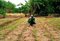 Areal perkebunan jagung seluas 1,5 hektar sebagai program ketahanan pangan Pemdes Tomo Kecamatan Tomo ( Dok.Hariansumedang.com / Abdul Haris )