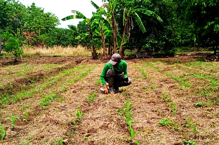 Areal perkebunan jagung seluas 1,5 hektar sebagai program ketahanan pangan Pemdes Tomo Kecamatan Tomo ( Dok.Hariansumedang.com / Abdul Haris )