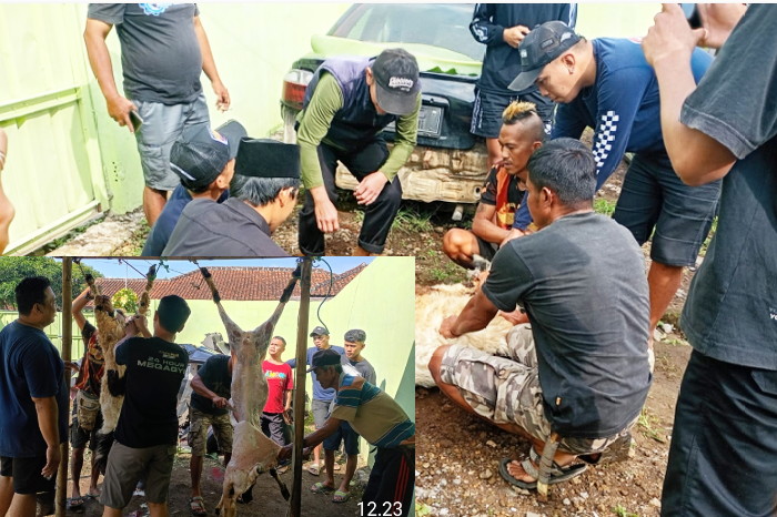 Prosesi penyembelihan hewan kurban tersebut dipusatkan di Dusun Citimun RT 01/RW 01, Desa Citimun, Kecamatan Cimalaka. ( Dok.hariansumedang.com / Siti Kowati )
