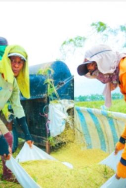 Cetak Rekor, Produksi Beras Indonesia 2026 Melonjak di Tengah Kontraksi Global
