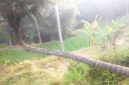 Pohon kelapa tersebut memiliki batang bagian bawah yang tumbuh mendatar sejajar dengan permukaan tanah dalam jarak yang cukup panjang, sebelum akhirnya menekuk tajam hampir 90 derajat dan tumbuh tegak lurus ke atas