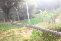 Pohon kelapa tersebut memiliki batang bagian bawah yang tumbuh mendatar sejajar dengan permukaan tanah dalam jarak yang cukup panjang, sebelum akhirnya menekuk tajam hampir 90 derajat dan tumbuh tegak lurus ke atas