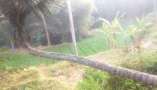 Pohon kelapa tersebut memiliki batang bagian bawah yang tumbuh mendatar sejajar dengan permukaan tanah dalam jarak yang cukup panjang, sebelum akhirnya menekuk tajam hampir 90 derajat dan tumbuh tegak lurus ke atas