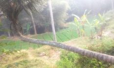 Unik! Pohon Kelapa “Menjelajah” Tanah Sebelum Menjulang Tinggi di Tanjungsari Sumedang