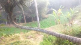 Pohon kelapa tersebut memiliki batang bagian bawah yang tumbuh mendatar sejajar dengan permukaan tanah dalam jarak yang cukup panjang, sebelum akhirnya menekuk tajam hampir 90 derajat dan tumbuh tegak lurus ke atas