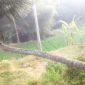 Pohon kelapa tersebut memiliki batang bagian bawah yang tumbuh mendatar sejajar dengan permukaan tanah dalam jarak yang cukup panjang, sebelum akhirnya menekuk tajam hampir 90 derajat dan tumbuh tegak lurus ke atas
