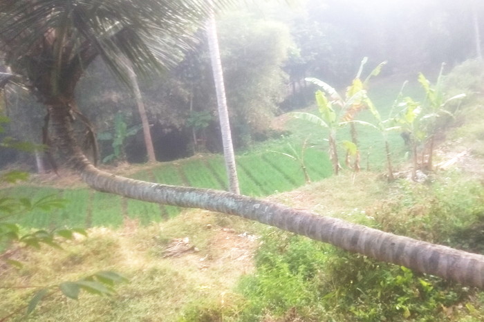 Pohon kelapa tersebut memiliki batang bagian bawah yang tumbuh mendatar sejajar dengan permukaan tanah dalam jarak yang cukup panjang, sebelum akhirnya menekuk tajam hampir 90 derajat dan tumbuh tegak lurus ke atas