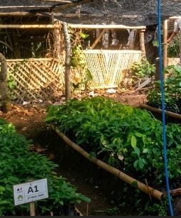Jaga Leuweung & Bambunisasi yang Dilaksanakan Forum Gunung Geulis Terobosan Konservasi Ekologi dan Pemberdayaan Petani