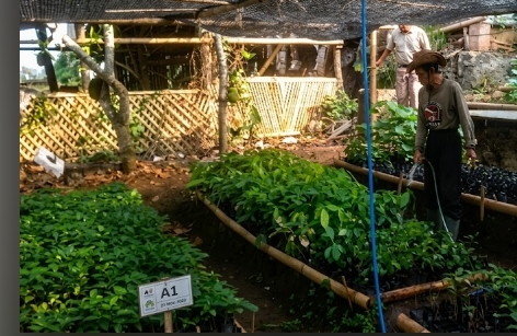 Di kawasan Gunung Geulis, program ini direalisasikan dalam dua paket kegiatan. Setiap paket ditargetkan memproduksi 15.000 bibit, sehingga total terdapat 30.000 bibit tanaman yang kini tengah dikembangkan.