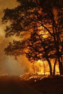 Polri Sudah Tetapkan 138 Tersangka Pembakaran Hutan dan Lahan